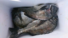 まこと渡船 釣果