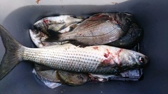 まこと渡船 釣果