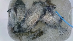 まこと渡船 釣果