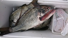 まこと渡船 釣果