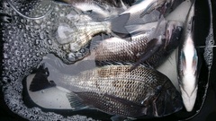 まこと渡船 釣果