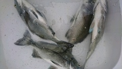 まこと渡船 釣果