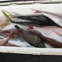 大進丸（新潟） 釣果