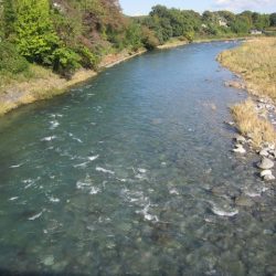 狩野川(狩野川漁業協同組合) 釣果