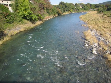 狩野川(狩野川漁業協同組合) 釣果