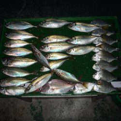 海山フィッシングセンター 釣果