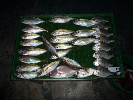 海山フィッシングセンター 釣果