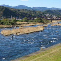 狩野川(狩野川漁業協同組合) 釣果
