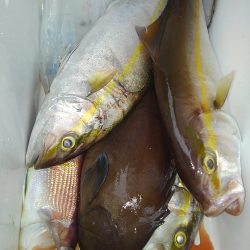 遊漁船 新鋭丸 釣果