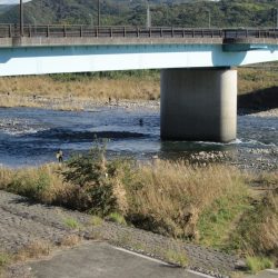 狩野川(狩野川漁業協同組合) 釣果