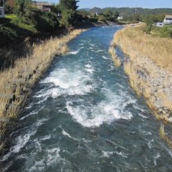 狩野川(狩野川漁業協同組合) 釣果