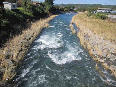 狩野川(狩野川漁業協同組合) 釣果