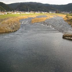 狩野川(狩野川漁業協同組合) 釣果