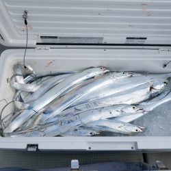 遊漁船　ニライカナイ 釣果