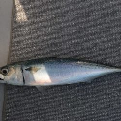 へいみつ丸 釣果