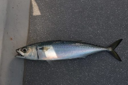 へいみつ丸 釣果