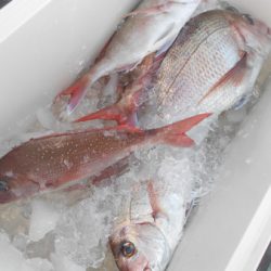 こうゆう丸 釣果