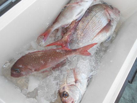 こうゆう丸 釣果