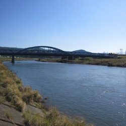 狩野川(狩野川漁業協同組合) 釣果
