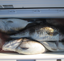 なかくに丸 釣果