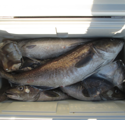 なかくに丸 釣果