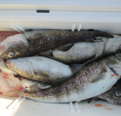 なかくに丸 釣果