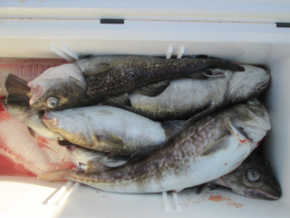 なかくに丸 釣果