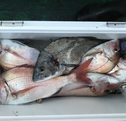 なかくに丸 釣果