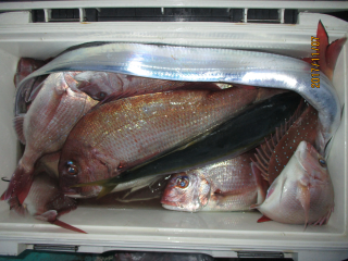 なかくに丸 釣果