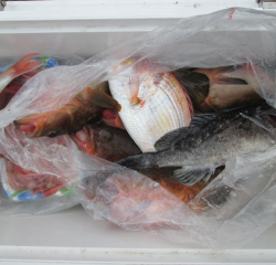 なかくに丸 釣果