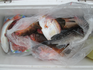 なかくに丸 釣果