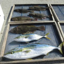 大進丸（愛知） 釣果