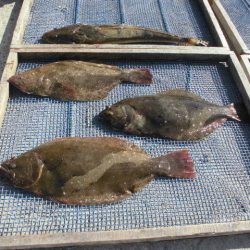 大進丸（愛知） 釣果