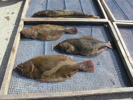 大進丸（愛知） 釣果