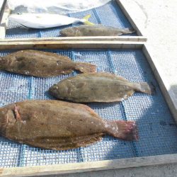 大進丸（愛知） 釣果