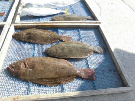 大進丸（愛知） 釣果