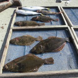 大進丸（愛知） 釣果