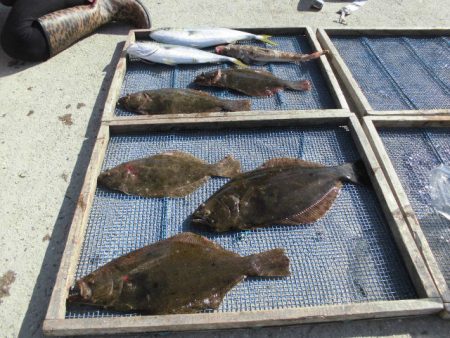 大進丸（愛知） 釣果