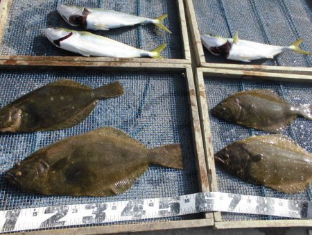 大進丸（愛知） 釣果