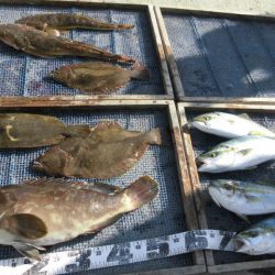 大進丸（愛知） 釣果