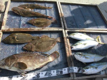 大進丸（愛知） 釣果