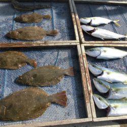 大進丸（愛知） 釣果