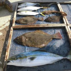 大進丸（愛知） 釣果