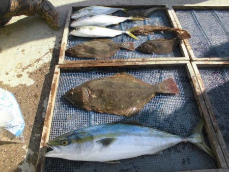 大進丸（愛知） 釣果