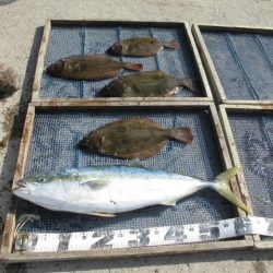 大進丸（愛知） 釣果