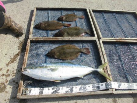 大進丸（愛知） 釣果