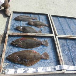 大進丸（愛知） 釣果