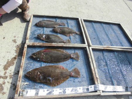 大進丸（愛知） 釣果