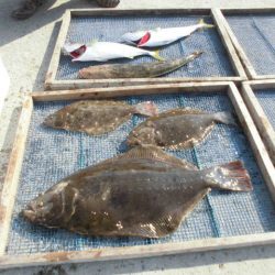 大進丸（愛知） 釣果