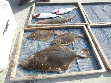 大進丸（愛知） 釣果